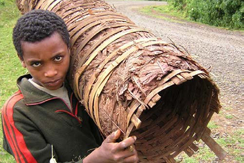 Forest management